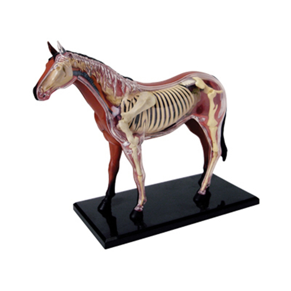 Animal Organ Anatomy Model 4D  - đánh giá và giá Science Toys